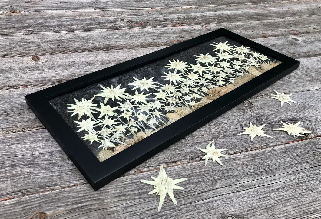 Real Pressed Edelweiss Framed Artwork by Pressed Wishes. White Edelweiss flowers are pressed and arranged on black handmade paper and framed with a solid wood frame with a black lacquer finish. 