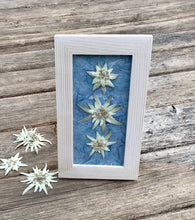 Triple Edelweiss on Blue