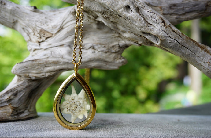 Real Pressed Edelweiss locket - gold plated stainless steel and glass locket by Pressed Wishes