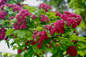 Hawthorne Tree in Bloom with beautiful pink flowers - Grown at Mabel Lake, BC, Canada by Pressed Wishes