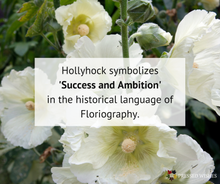 Hollyhock flowers symbolize success and ambition in Floriography, the historical language of flowers. 