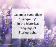 Lavender symbolizes 'tranquility' in the historical language of Floriography.