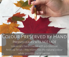 Leave are hand coated with a protective Archival finish that intensifies the natural colour while providing a UV barrier 
