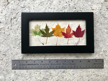 Mini Rainbow Maple 6x10 Picture Dimensions - Real Pressed Maple Leaves made by Pressed Wishes 
