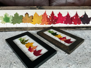 Mini Rainbow Maple 6x10 Picture - Real Pressed Maple Leaves made by Pressed Wishes - Size Comparison with Skinny Picture