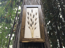 framed ancient einkorn wheat in walnut frame