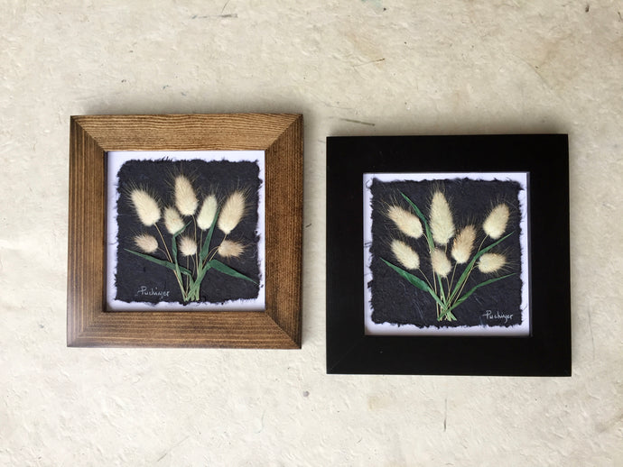 Dried botanical artwork; pressed bunnytail framed art_black and brown frame