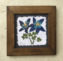 Dried Flowers; artisan made pressed columbine on handmade paper_walnut frame