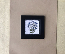 Dried Forget me not; pressed forget me not framed art with black frame