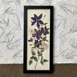 A pressed clematis stock and purple clematis flowers are arranged on white handmade paper and framed with a black handmade frame. The pressed botanical picture is 10x22 inches and is a handmade item by floral artist, Pressed Wishes