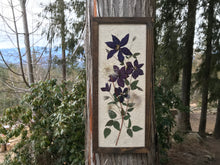 A pressed clematis stock and purple clematis flowers are arranged on white handmade paper and framed with a walnut handmade frame. The pressed flower picture is hanging on a tree with green foliage in the background. The pressed botanical picture is 10x22 inches and is a handmade item by floral artist, Pressed Wishes