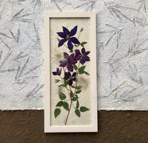 A pressed clematis stock and purple clematis flowers are arranged on white handmade paper and framed with a white handmade frame. The pressed botanical picture is 10x22 inches and is a handmade item by floral artist, Pressed Wishes