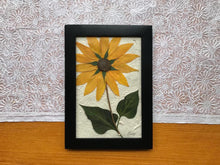 Real Pressed Yellow Sunflower Framed Artwork by Canadian botanical artist, Pressed Wishes