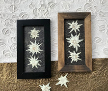 Real Pressed Edelweiss Framed Picture by Pressed Wishes, Canadian Artist