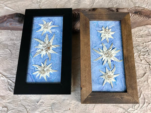 Real Pressed Edelweiss Framed Picture by Pressed Wishes, Canadian Artist