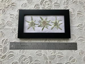 Triple Edelweiss on White