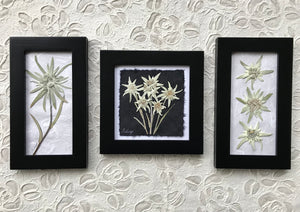 Triple Edelweiss on White