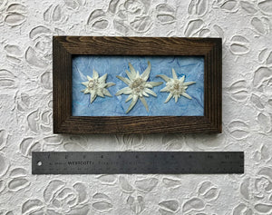 Real Pressed Edelweiss Framed Picture by Pressed Wishes, Canadian Artist, Dimensions
