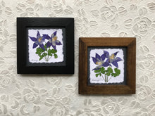 Dried Flowers; pressed columbine framed artwork made in the mountains of Canada