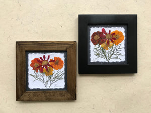 Dried Flowers; Pressed Cosmos framed artwork available in black and walnut frame