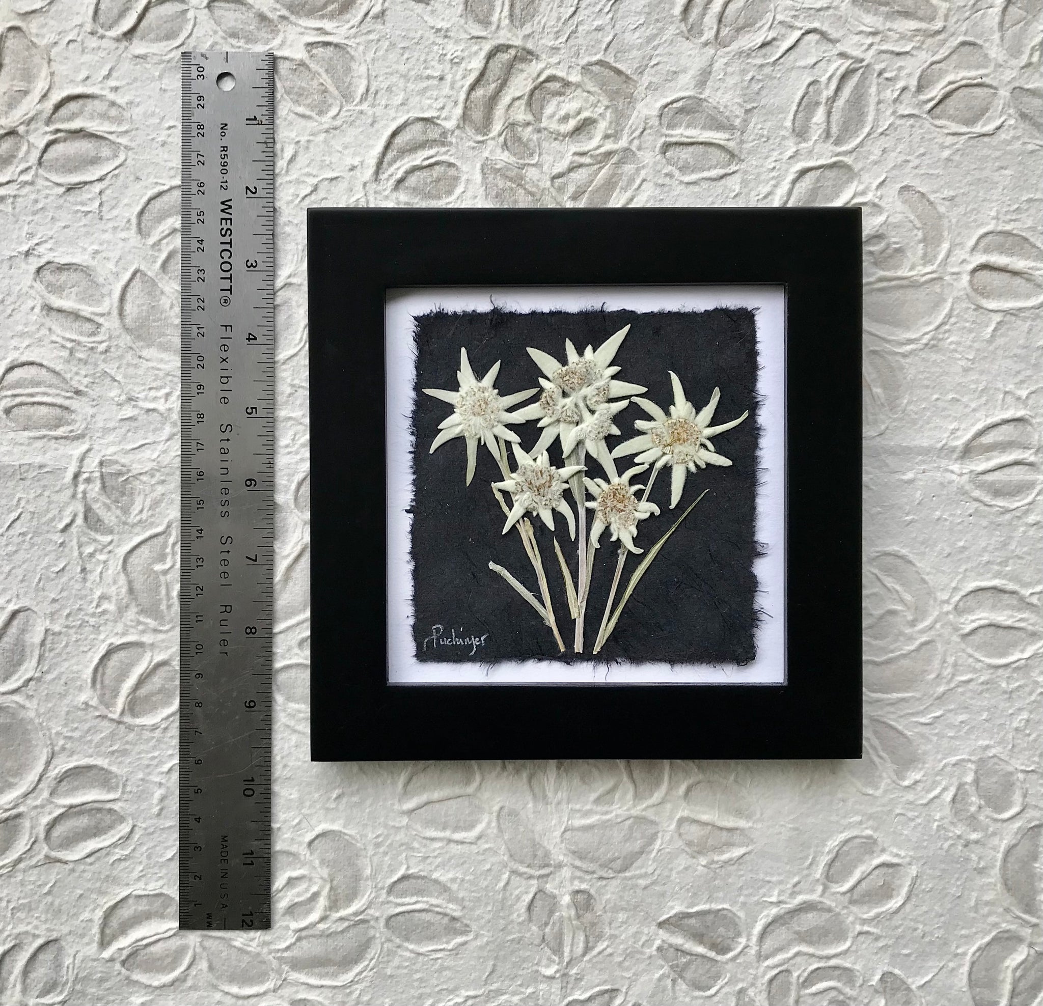 Dying Pressed Real Dry Queen Anne's Lace and daisy Dry Flower/ 1