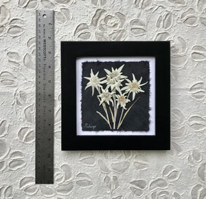 Real pressed white edelweiss flower with black handmade frame
