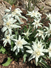 Edelweiss Flowers in Rock Gardens in Canadian Okanagan