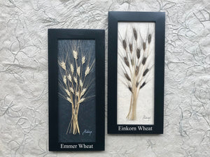 7x16 Ancient Einkorn Wheat  'Prosperity & Wealth'