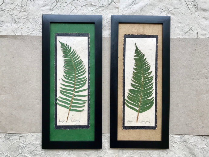 dried ferns. pressed sword fern framed artwork with handmade paper and black frame