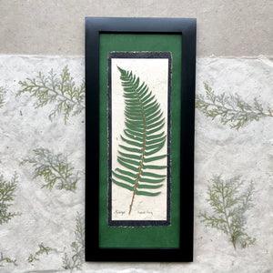 real pressed sword fern framed artwork with green handmade paper and a black frame