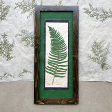 dried ferns; real dried fern framed artwork; ferns signify health and confidence in floriography