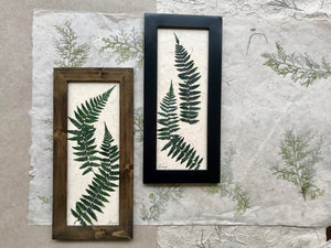 real pressed fern framed artwork available in black and walnut frame; Dried ferns