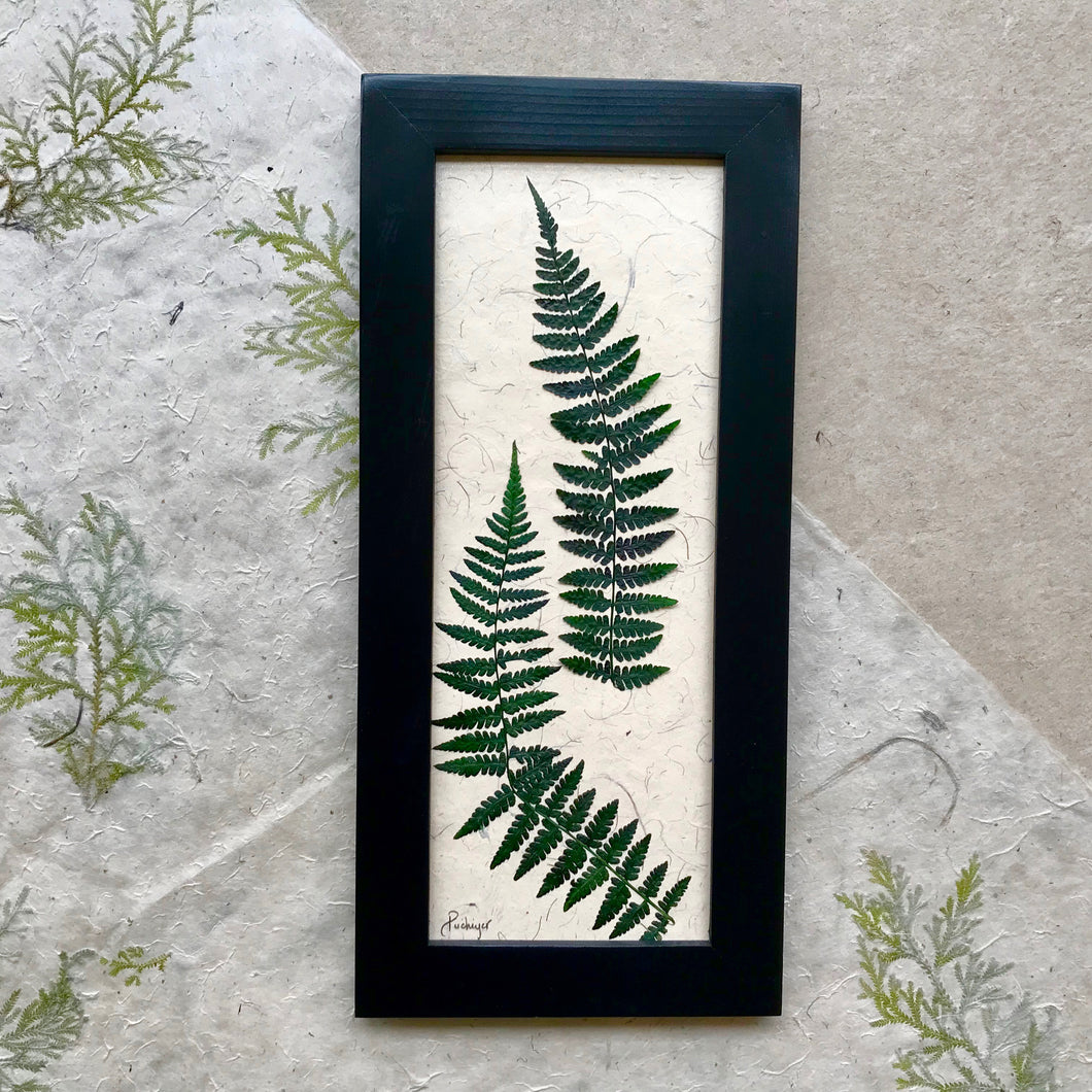 real pressed fern framed artwork with black frame; signifies health and confidence