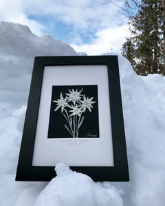 Pressed Edelweiss framed picture is set in the snow to show where these alpine flowers grow. Handmade in Canada by Pressed Wishes. 