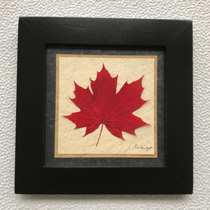 Dried Maple Leaf; framed pressed red maple leaf with black frame
