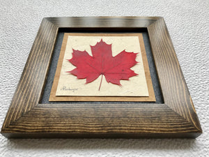 pressed maple leaf framed artwork with walnut frame