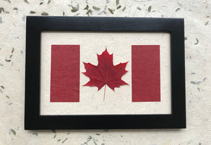 pressed sugar maple leaf in canadian flag design. made with handmade paper and black frame