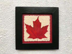 pressed maple leaf framed artwork with red handmade paper and black frame