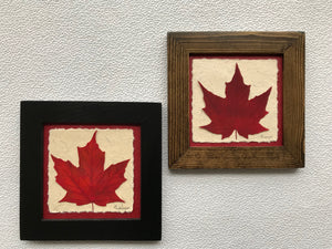 Dried Maple Leaf; pressed maple leaf framed artwork with black and walnut frame