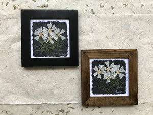 pressed musk mallow framed artwork; Dried Flowers 