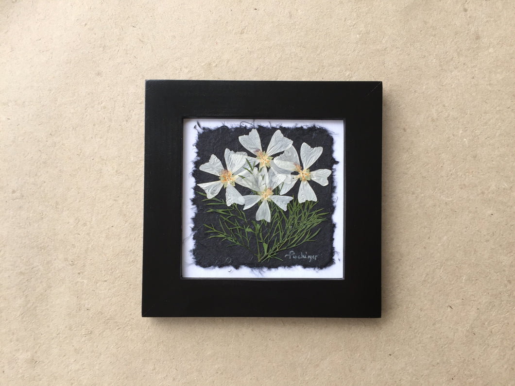 Dried Flowers; pressed musk mallow framed art in black frame; handcrafted in canada