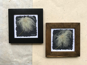 Dried Botanical; Pressed Old Man's Whiskers framed artwork available in black and walnut frame