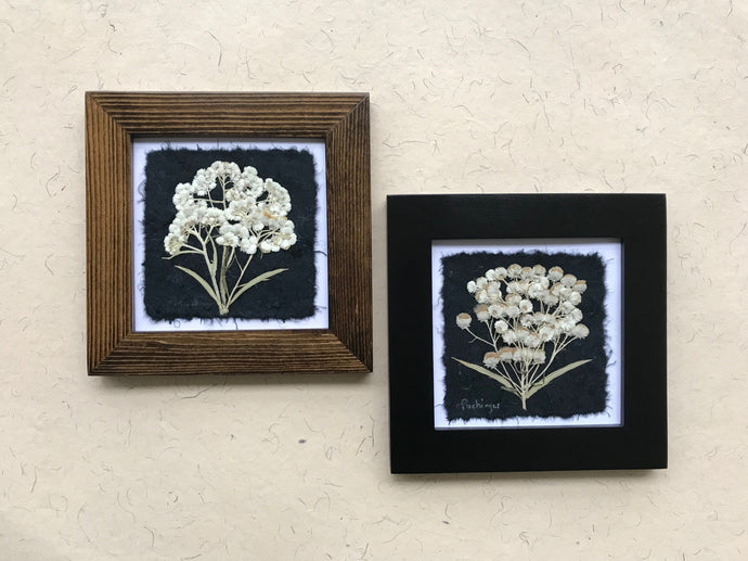 dried flowers; pressed pearly everlasting framed artwork with black and walnut frame