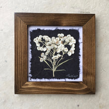 Dried Pearly Everlasting; pressed pearly everlasting framed botanical artwork