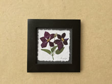 Dried Flowers; pressed clematis flower on handmade paper in black frame