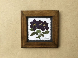 pressed clematis flower on handmade paper framed in walnut frame