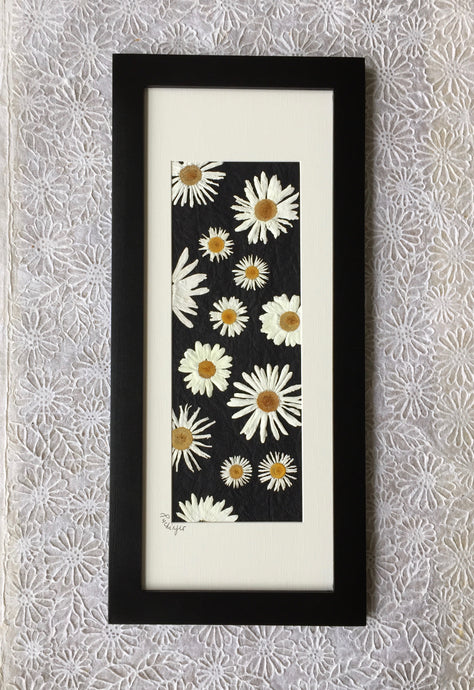 pressed Shasta daisy framed art_black frame