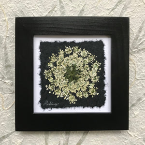 dried flowers; pressed queen annes lace framed artwork with black frame. black and white collection