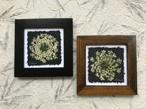 Dried Flowers; Pressed Queen Anne's Lace framed artwork; part of the black and white floral collection