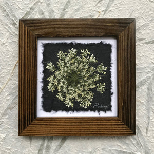 dried Queen Annes lace; pressed queen annes lace framed artwork with walnut frame